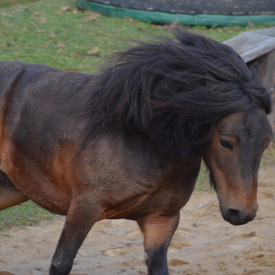 Wolfgang and True Horse Agility Wolfgang and True Horse Agility