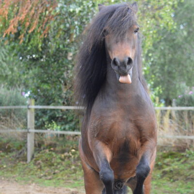 Wolfgang and True Horse Agility Wolfgang and True Horse Agility