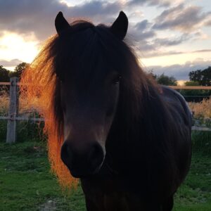 Wolfgang in the sunset Wolfgang in the sunset