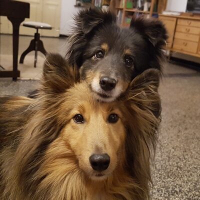 Shetlandsheepdog Einstein and his friend Jupiter Shetlandsheepdog Einstein and his friend Jupiter