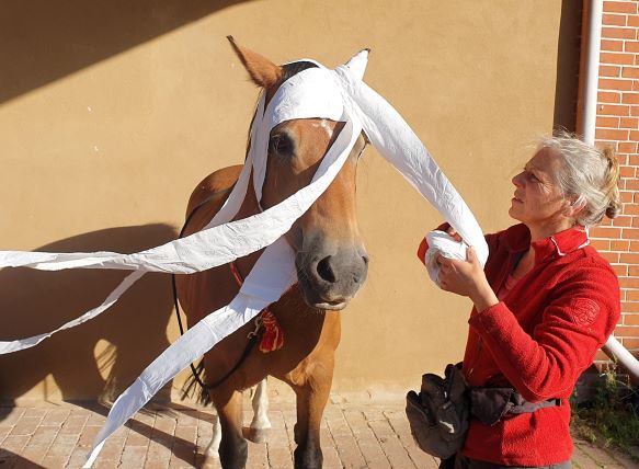 Klopapier um Pferdekopf