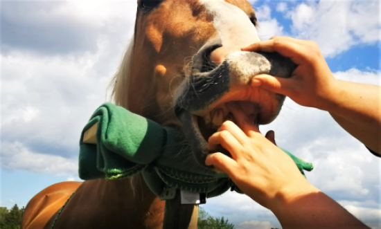 Kooperator im Medical Training