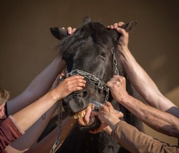 poor horse without medical training poor horse without medical training
