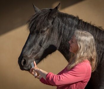 medical training with horses medical training with horses