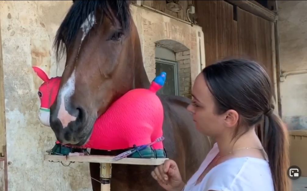 Bespiel für einen Kooperator als bequeme Auflage für den Pferdekopf