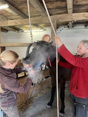 Frekjas erste Behandlung