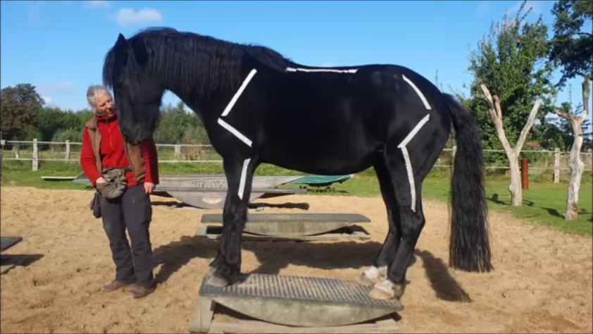 Stute Frieda auf der Pferdewippe