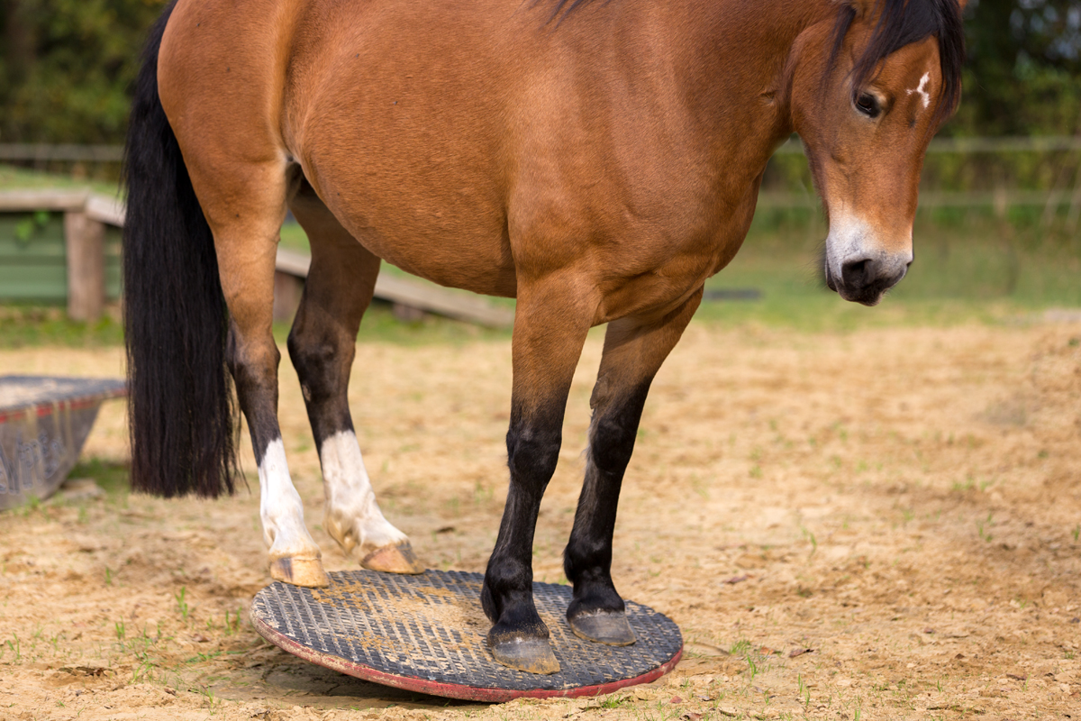 Vielfalt im Training mit Pferdewippen