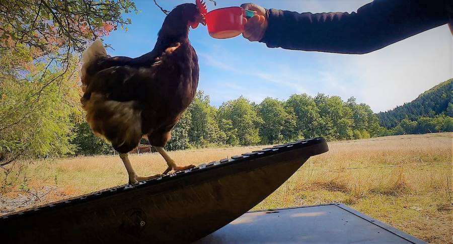 Geclickertes Huhn auf der kleinen Wippe