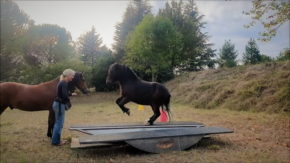 Das Pony Wolfang steigt auf der 2 Meter Wippe