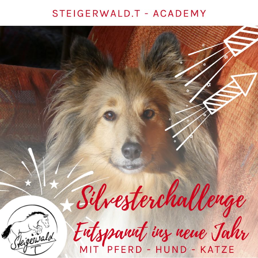 Silvestercallenge mit Hund - entspannt ins neue Jahr