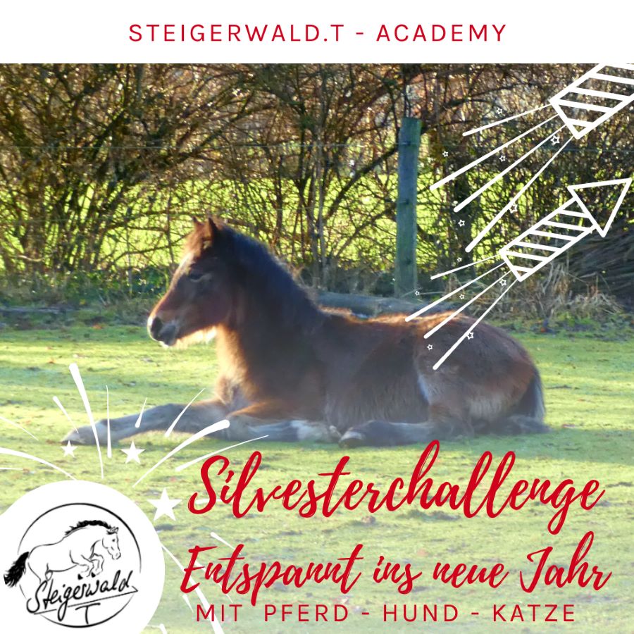 Silvestercallenge mit Pferd - entspannt ins neue Jahr