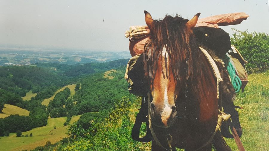 Ninas Pferd mit Sattel und Packtaschen am Hang südfranzösischer Berge