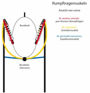 Schematische Darstellung der Rumpfmuskeln