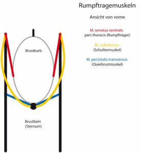 Schematische Darstellung trageschwacher Rumpfmuskeln