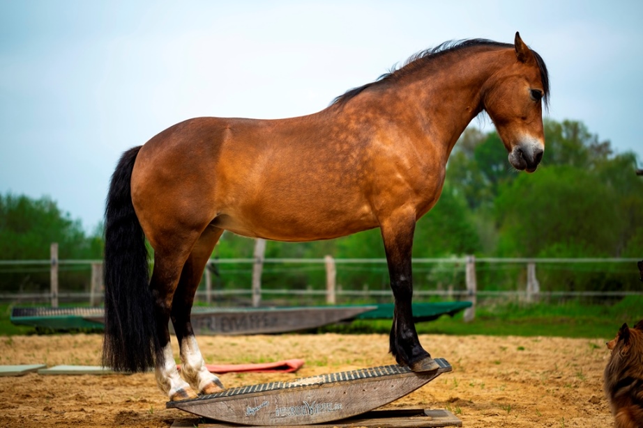 So geht schönes Wippen