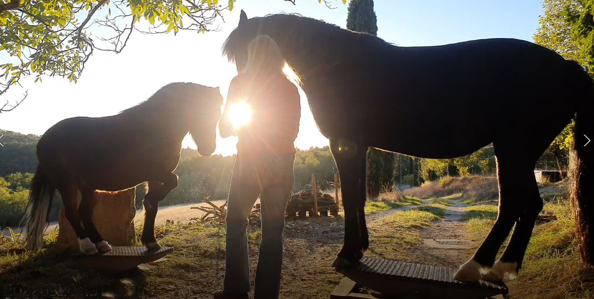 Frieda und Wolfgang wippen