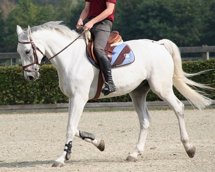 Stressgesicht eines gerittenen Pferdes