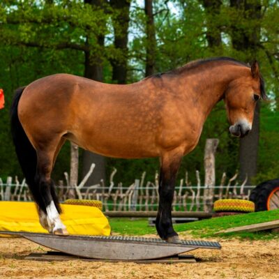 pferdewippe-gymnastik Pferdewippen machen schöne Muskeln